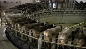 Dakikada 5 ineğin el değmeden sağıldığı TİGEM Gözlü'de günlük 35 ton süt üretiliyor