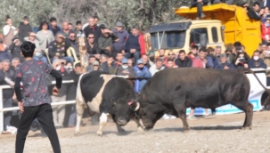 Datça'da boğalar, Defne için güreşti