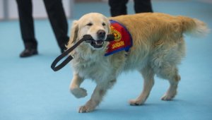 Elazığ depreminin kahraman köpeği 'Olgun' Ankara'daki tanıtım günlerinde marifetlerini sergiledi
