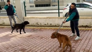 Gaziantep'te site bahçesinde pitbull dehşeti! Gözaltı sayısı 6’ya yükseldi