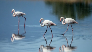 Gediz Deltası kuşlarının yaşamı kayıt altına alındı 
