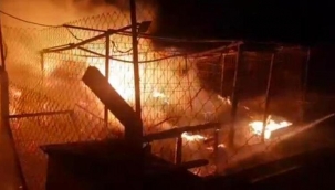 Hayvan barınağında korkutan yangın: Canlarımı yakmaya çalıştılar