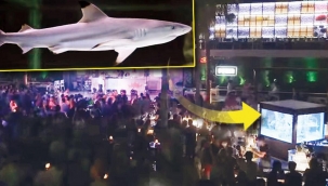 Hayvanseverler harekete geçti: ‘Diskodan çıkarın o köpekbalığını’