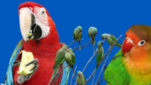 İstanbul'un yuvasız kuşları: Papağanlar