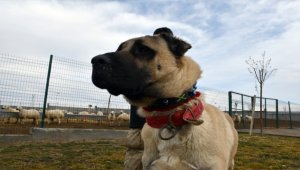 Kangal çiftliğinin gözdesi "Cesur"un yavruları için sıraya girdiler 