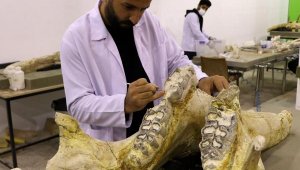 Kayseri'de 3 yıllık kazılarda 7,5 milyon yıllık bine yakın fosil bulundu