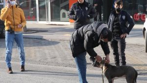 Kayseri'de başıboş pitbull tedirginliğe neden oldu