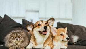 KDV'siz mama çağrısına siyasetin zirvesinden destek