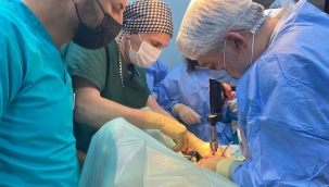 Kocaeli'nde sokak hayvanları tedavi ediliyor 