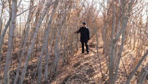 Kocasinan'da kuru yapraklar organik gübreye dönüşüyor