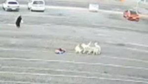 Köpeklerin öğrenciye saldırısı kamerada