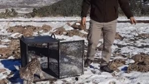 Kümese giren vaşak, yakalanıp doğaya bırakıldı