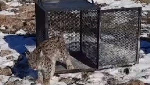 Kümese giren vaşak, yakalanıp doğaya bırakıldı