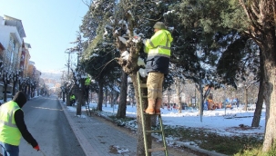 Kütahya'da ağaçlar budandı 