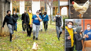 Liseli tavuklar böceklere karşı