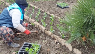 Manisa'da yetiştirilen çiçekler toprakla buluşuyor