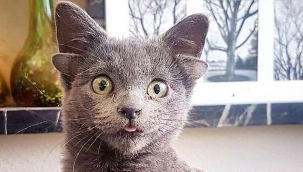 Midas’ın 4 kulağının ünü, Türkiye sınırını aştı! O bir fenomen