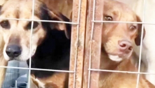 Olmayan barınağa mı?