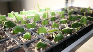 Ordu tıbbi ve aromatik bitki yetiştiriciliğinde öne çıkacak