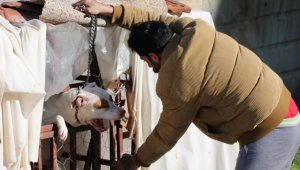 Sahipsiz ve tehlike arz eden hayvanlarla ilgili yurt genelinde önlem alınacak