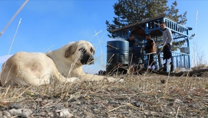 Sokak hayvanları toplanmayacak