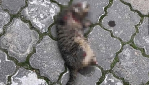 Turgutlu'daki kedi ölümlerinin şüphelisi adli kontrol şartıyla serbest bırakıldı