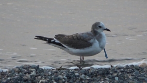 Türkiye'de ilk kez Hatay'da görüntülendi: Çatal kuyruklu martı
