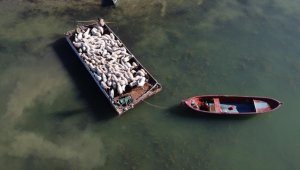 Yazı adada geçiren koyunlar salla kırsal mahalleye getirildi