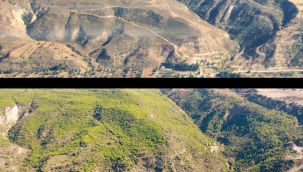 14 yılda yeşillendi