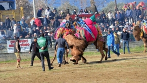 27. Atça Deve Güreşi Festivali düzenlendi 