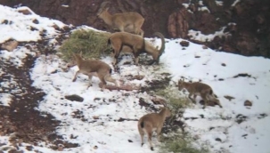Adıyaman’da etkisini sürdüren kar yağışı yaban hayatı etkiliyor