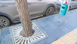 Ağacın toprağını çöp sananlar 