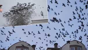 Aksaray'da bir mahallede karga istilası