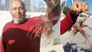 Aslan Balığı Kuşadası’nda yakalandı! Dünyanın en zehirli balıklarından...