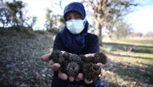 Balıkesir'de meşe kozalakları mahallelinin geçim kaynağı oldu