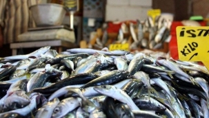 Bayat balık nasıl anlaşılır?