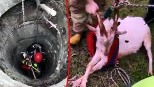 Beylikdüzü'nde itfaiyeden keçi kurtarma operasyonu