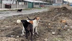 Bir sokak köpeği saldırısı daha Ankara'da!.