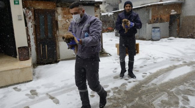 Bursa'da Yıldırım Belediyesi üç yavru köpeğe sıcak yuva oldu