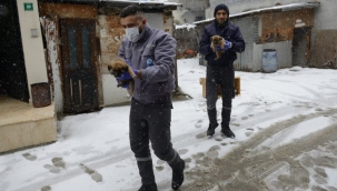 Bursa'da Yıldırım Belediyesi üç yavru köpeğe sıcak yuva oldu