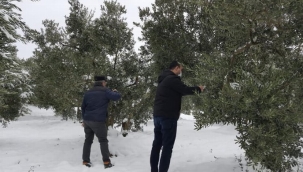 Bursa Mudanya'da bir çok zeytin ağacının dalı kara dayanamadı