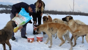 Bursa Nilüfer'de sokak hayvanları için seferberlik