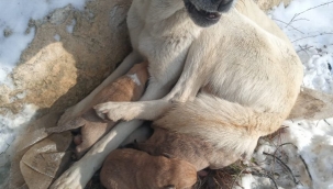 Bursa Orhaneli Belediye zabıta ekipleri içleri ısıttı