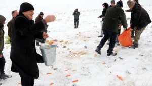Dağ keçileri için yem bıraktılar