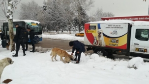 Gaziantep Büyükşehir soğuk kış günlerinde sokak hayvanları unutmadı