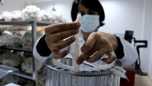 Güneydoğu pamuğunu markalaştıran laboratuvar