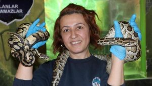 Güvenlik görevlisi olarak başladığı hayvanat bahçesinde yılan bakıcısı oldu
