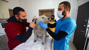 'Hayvan Kasabası' sakinlerine konfor öncelikli hizmet sunuluyor