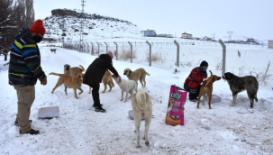 Hayvanseverlerden Başkan Çolakbayrakdar'a teşekkür