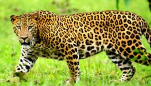 Iğdır'da görülen leopar kamera ile kaydedildi